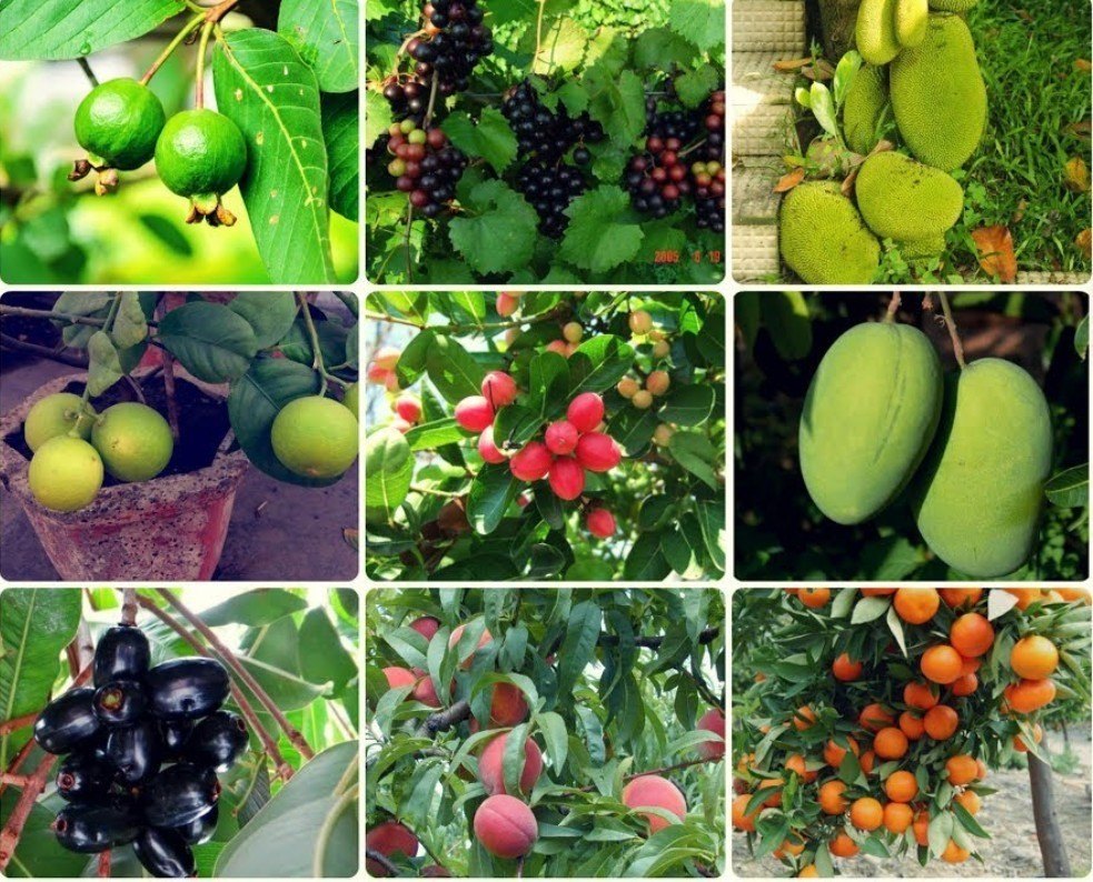 Best Fruit Plants to Grow at Home