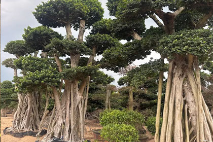 Hema Godavari Greenway Nursery Kadiyam India