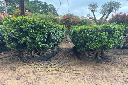 Hema Godavari Greenway Nursery Kadiyam India