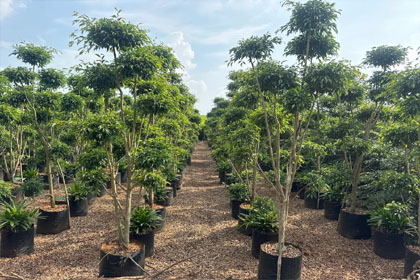 Hema Godavari Greenway Nursery Kadiyam India