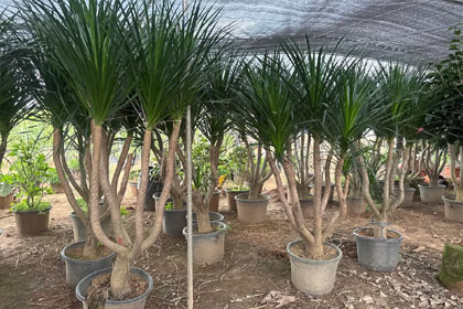 Hema Godavari Greenway Nursery Kadiyam India