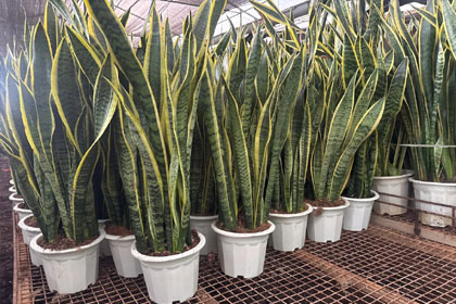 Hema Godavari Greenway Nursery Kadiyam India