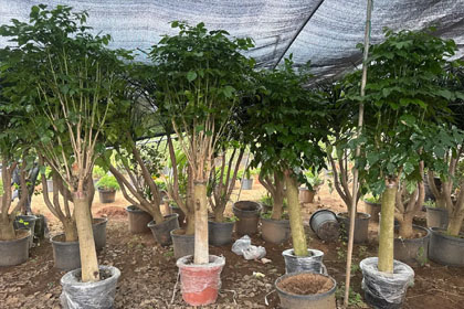 Hema Godavari Greenway Nursery Kadiyam India