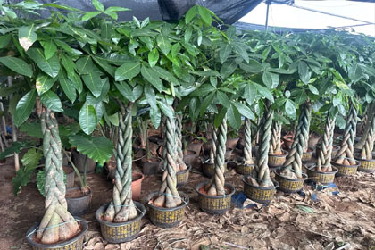 Hema Godavari Greenway Nursery Kadiyam India