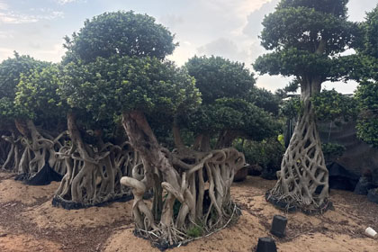 Hema Godavari Greenway Nursery Kadiyam India