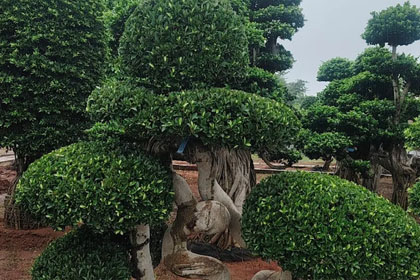 Hema Godavari Greenway Nursery Kadiyam India