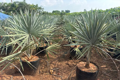 Hema Godavari Greenway Nursery Kadiyam India