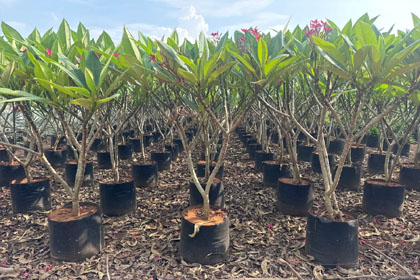 Hema Godavari Greenway Nursery Kadiyam India