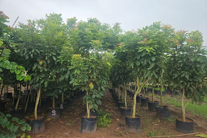 Hema Godavari Greenway Nursery Kadiyam India