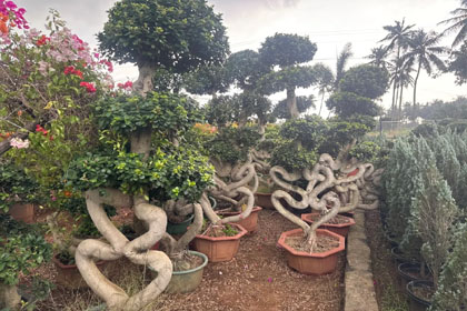 Hema Godavari Greenway Nursery Kadiyam India