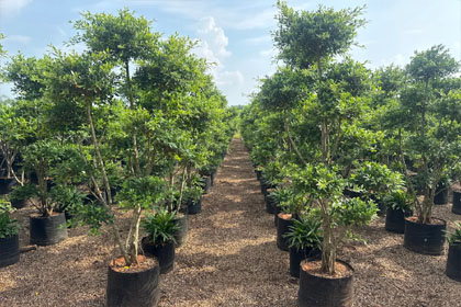 Hema Godavari Greenway Nursery Kadiyam India