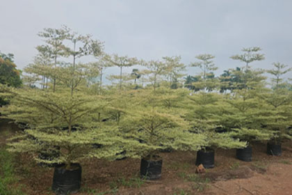 Hema Godavari Greenway Nursery Kadiyam India