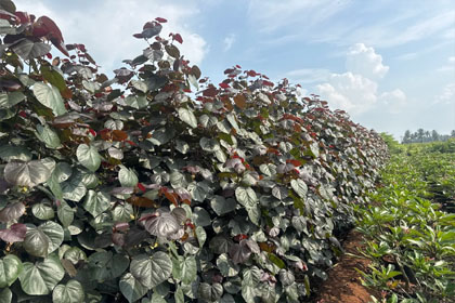 Hema Godavari Greenway Nursery Kadiyam India