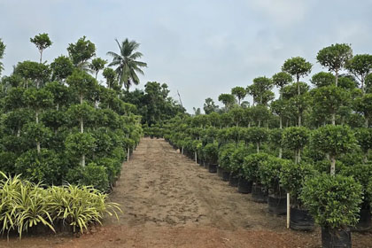 Hema Godavari Greenway Nursery Kadiyam India